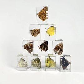 Butterfly specimen animal paperweight taxidermy collection embedded in clear lucite block embedding specimen