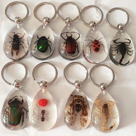 Real insect in resin insect in amber key chain glow in dark keychain beetle keychain