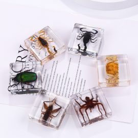Creative new product epoxy insect specimens high quality exquisite desktop ornaments wholesale customized crafts